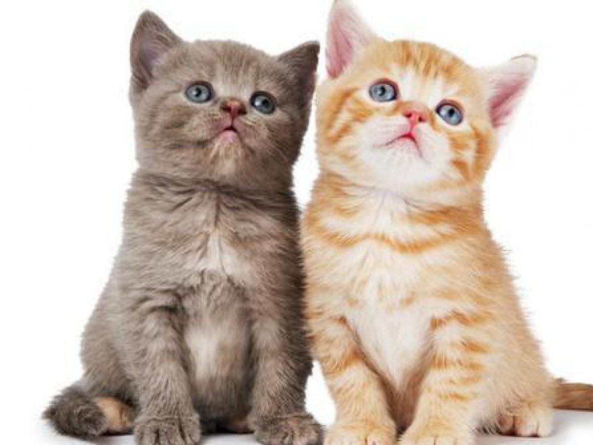10 Tip Ini Berkesan Hilangkan Bau Kucing Di Dalam Rumah - IMPIANA