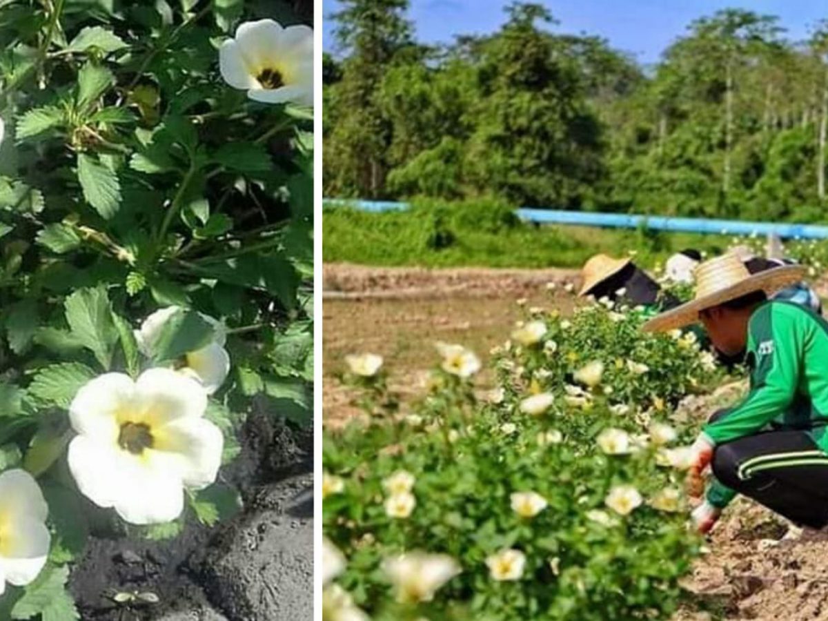 Pagar Pokok Bunga Pukul 10 Cegah Babi Hutan Rosakkan Tanaman Di 