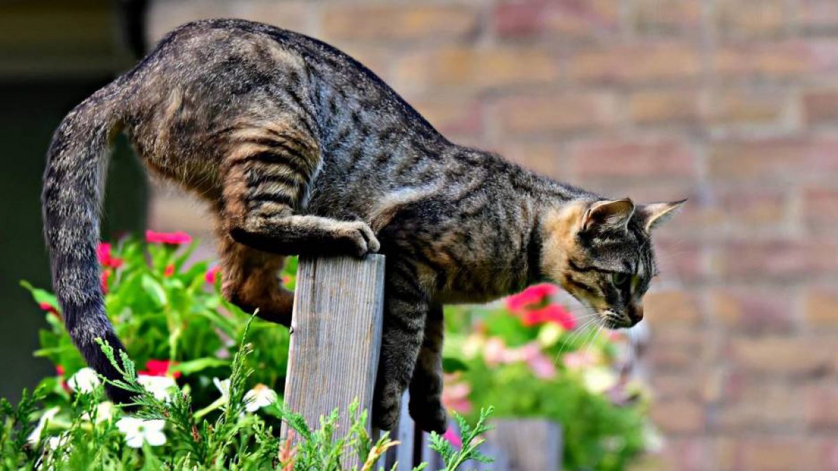 4 Petua Elak Kediaman Anda Jadi Tempat Melepak Dan Tandas - halau
kucing botol merah