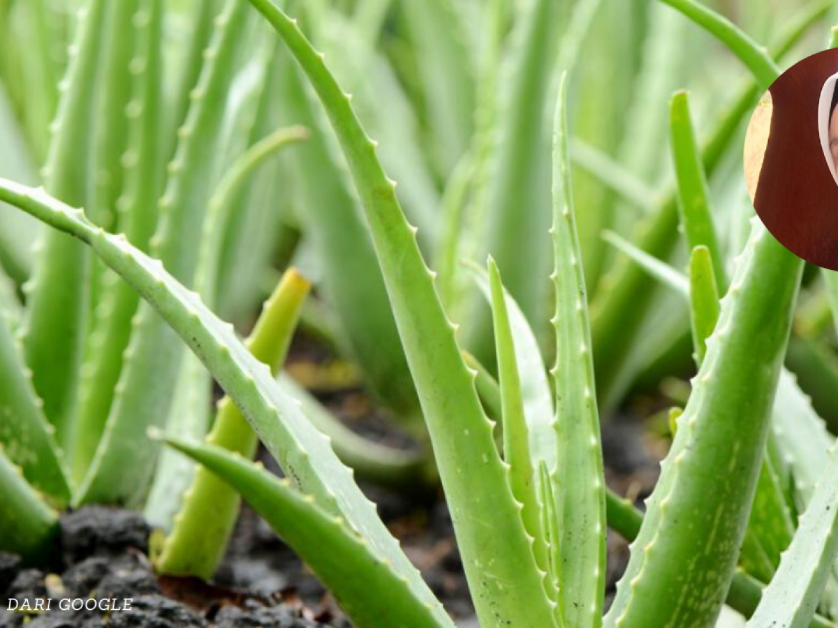 Bahaya Racun Aloe Vera Sejauh Mana Kebenarannya Ikuti Penjelasan Ahli Kimia Ini Impiana