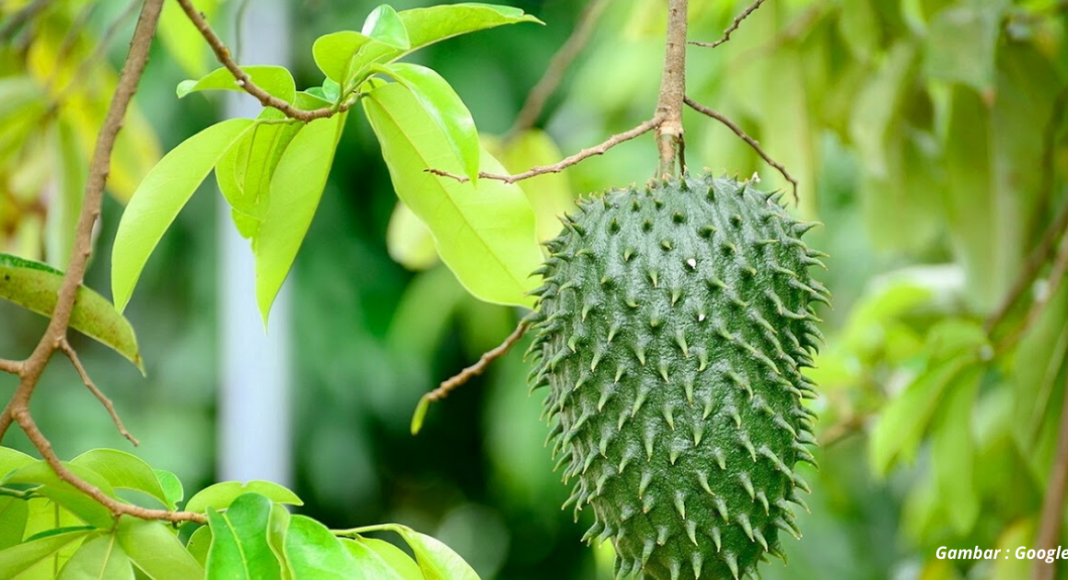 Khasiat Hebat Air Rebusan Daun Durian Belanda Yang Masih Ramai Tak Tahu Impiana