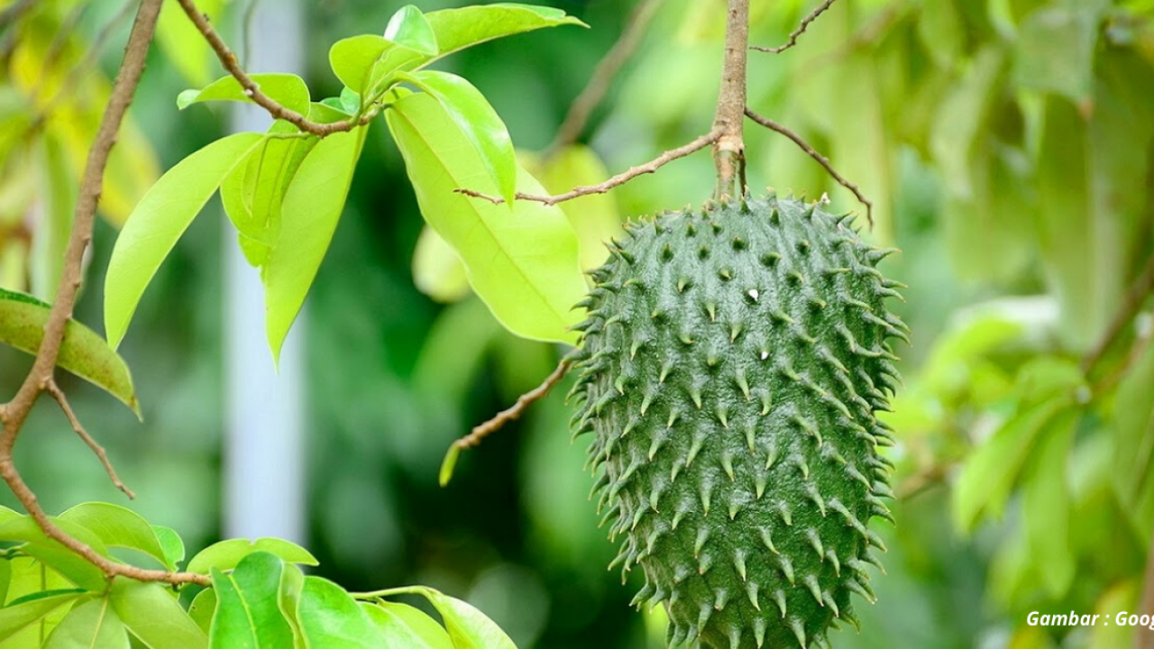 Durian Belanda Png